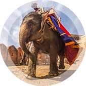 Elephant ride in Jaipur